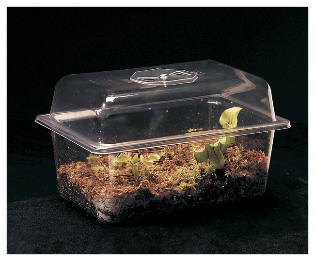 Carolina™ Carnivorous Plant Terrarium Each