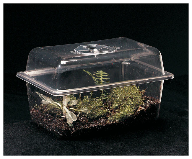 Carolina™ Woodland Terrarium Woodland Terrarium