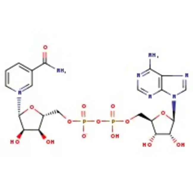 &beta;-Nicotinamide adenine dinucleotide phosphate, Cell Culture Reagent, MP Biomedicals&trade; 10 g