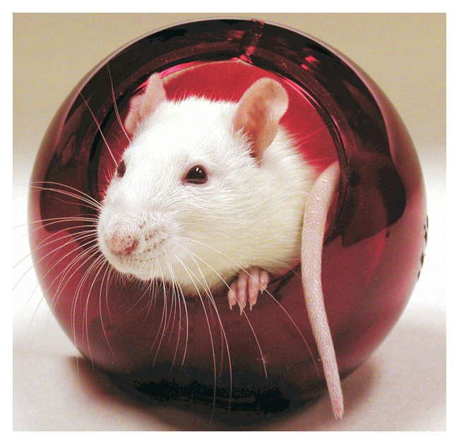Bio-Serv&trade;&nbsp;Crawl Balls&trade; Enrichment Device, Certified Red